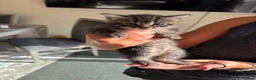 Bengal cats for sale: Bengal , tabby kittens  in Ilford - Advert 9