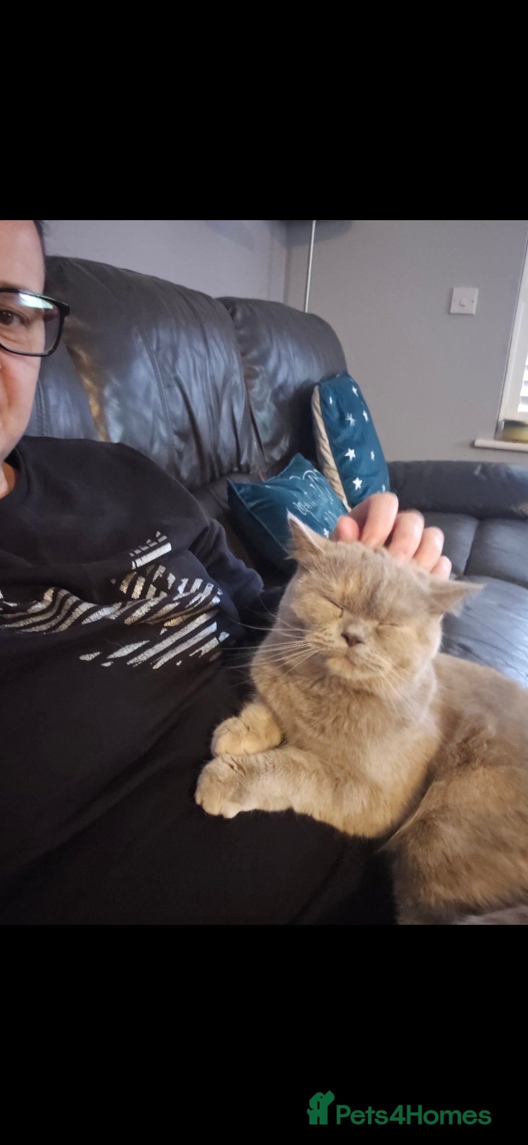 Persian cats for sale: Short hair Persian Princess - Image 2