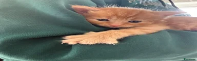 Nemo
