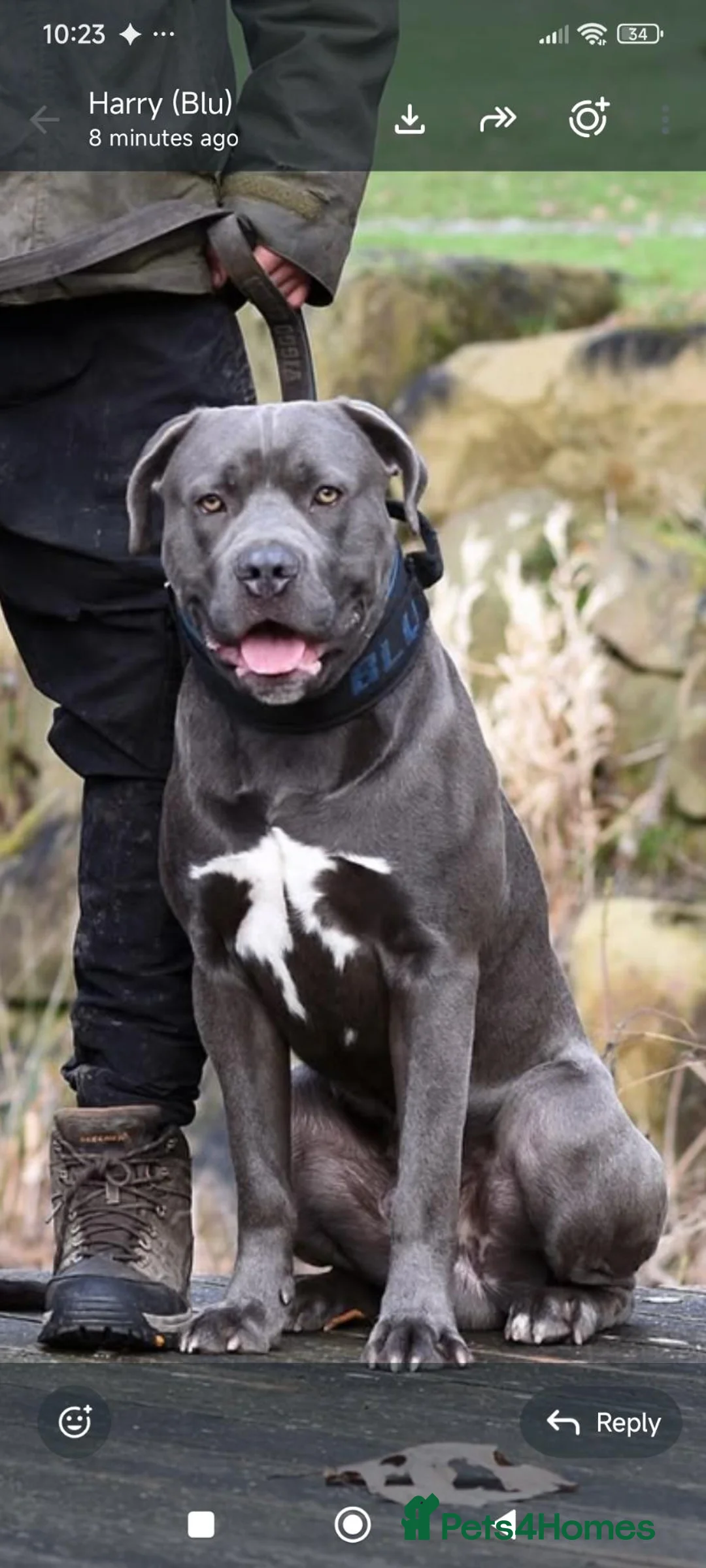Mixed Breed dogs for sale: Beautiful Bandogge Puppies  in Romford - Advert 2