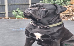 Mixed Breed dogs for sale: Cane corsa/ bull mastiff  - Image 5