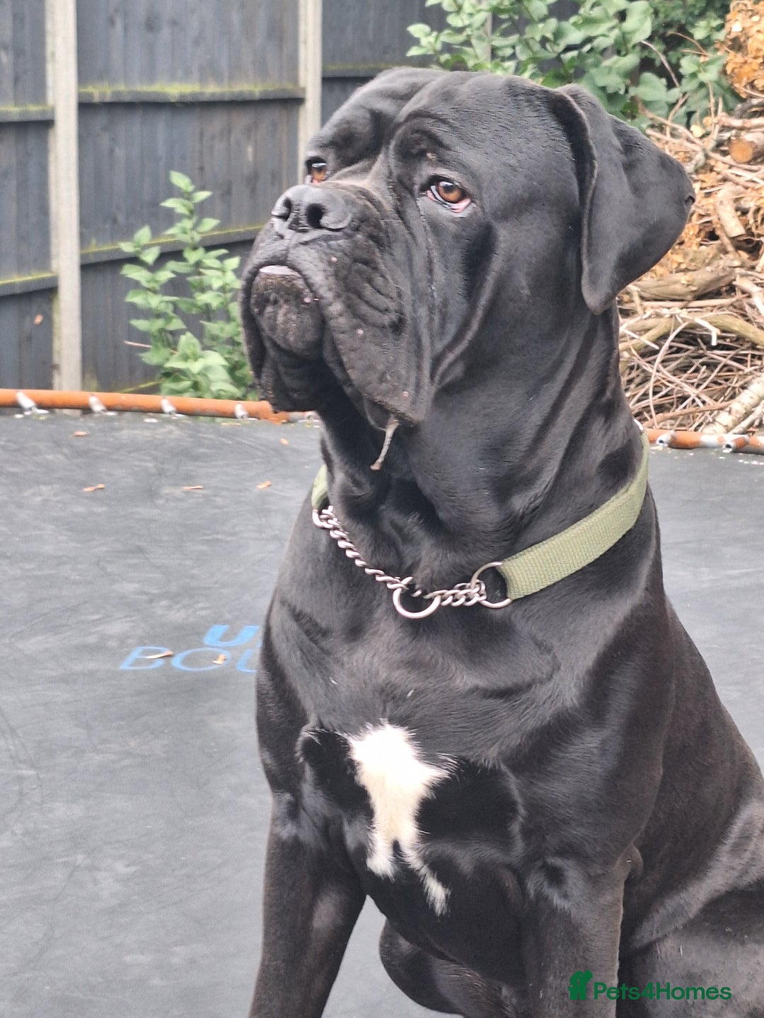 Mixed Breed dogs for sale: Cane corsa/ bull mastiff  - Image 5