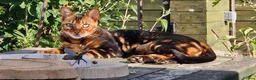 Bengal cats for sale: Pure Bread Glitter Marble Bengal in March - Advert 1