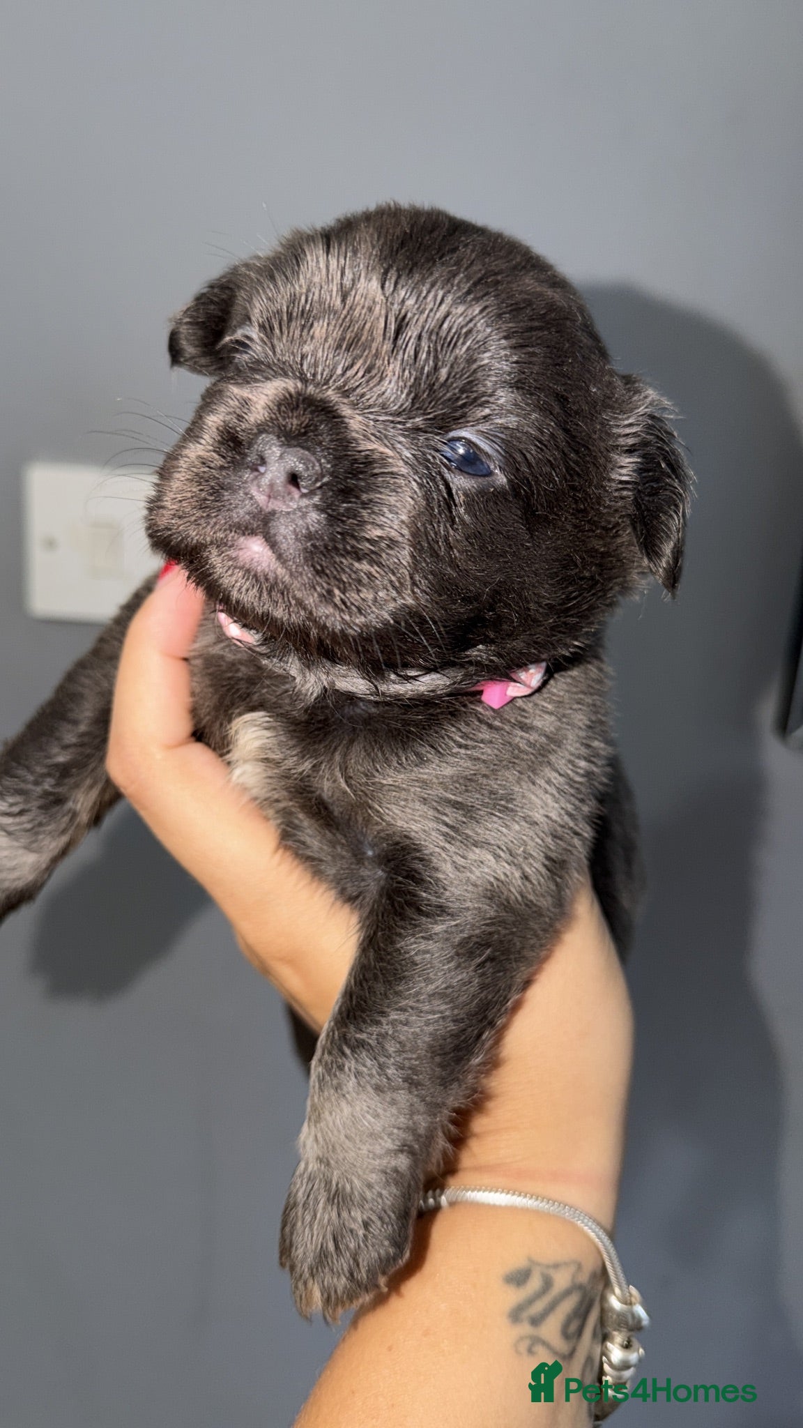 French Bulldog dogs Gorgeous French bulldog puppies  - Advert 14