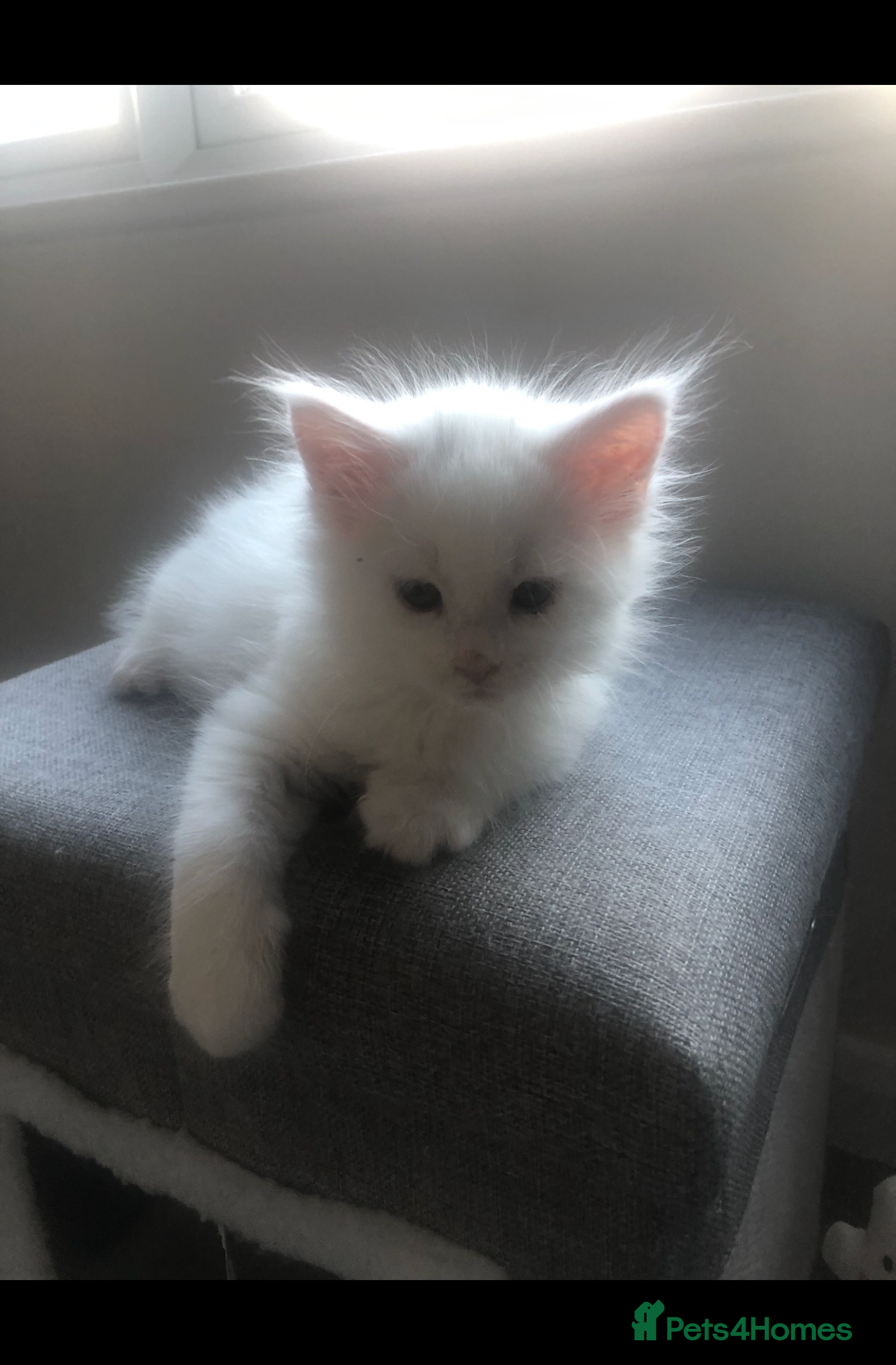 Maine Coon cats Beautiful White Maine Coons Ready Now  - Advert 4