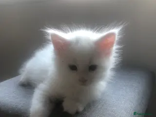 Maine Coon cats Beautiful White Maine Coons Ready Now - Advert 5