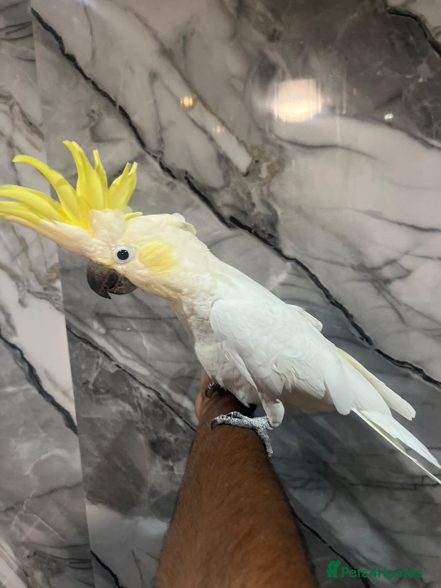Mixed Breed birds Stunning Selection Baby HandReared Loving Parrot - Advert 2