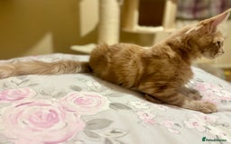 Maine Coon cats for sale: Last Ginger Boy Pure Mainecoon! - Image 27