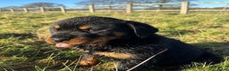 Rottweiler dogs for sale: Stunning chunky Rottweiler puppies - Advert 5