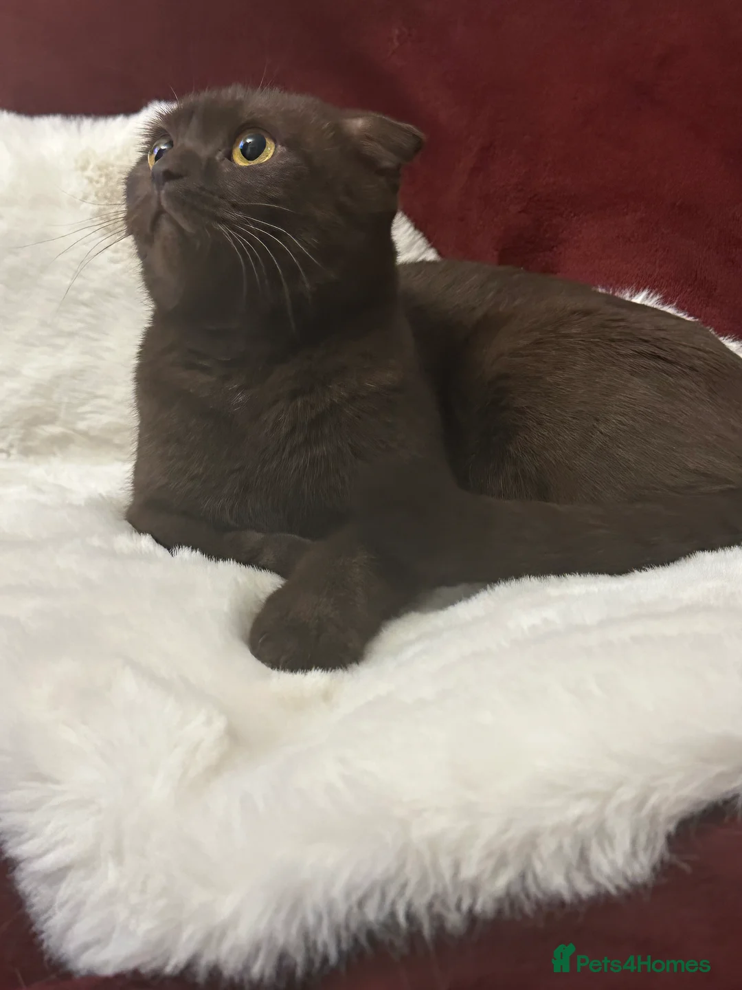 Scottish Fold cats for sale: Rare chocolate Scottish Fold Cat 🐾 - Advert 2