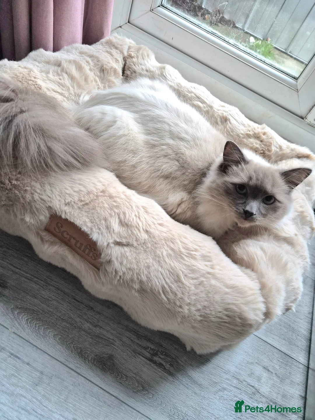 Ragdoll cats for sale: Gorgeous ragdoll kitten 😻 - Advert 3