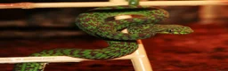 Snake reptiles for sale: Green tree pythons and Boas  - Advert 2