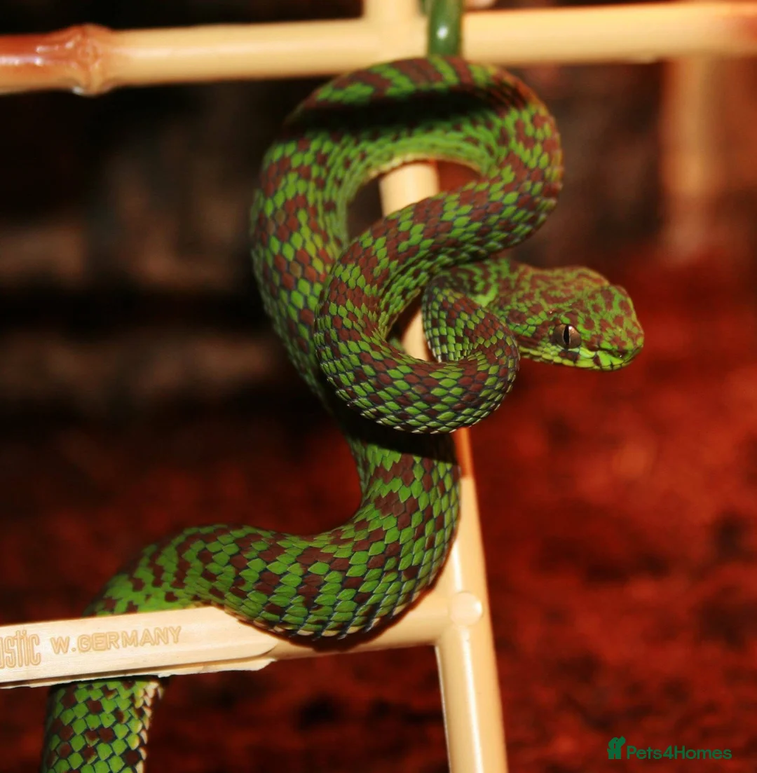 Snake reptiles for sale: Green tree pythons and Boas  - Advert 2
