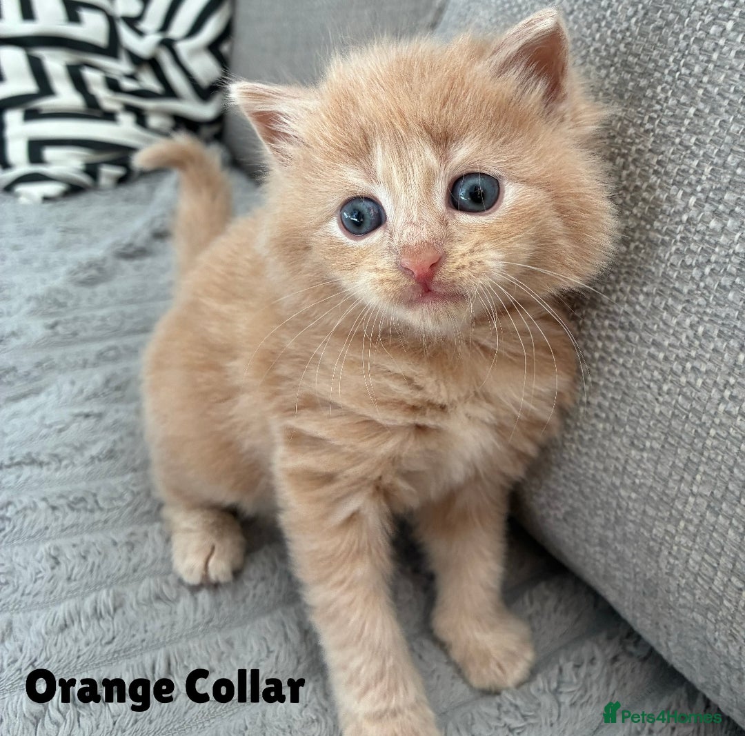 Norwegian Forest Cat cats for sale: Kittens - Image 3