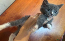 British Shorthair cats for sale: British shorthair x - Image 7