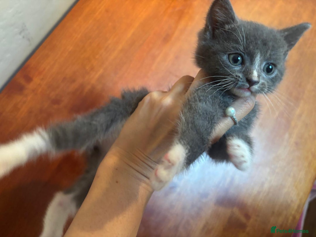 British Shorthair cats for sale: British shorthair x - Image 7