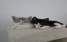 Domestic Shorthair cats for sale: Kitten black and white - Advert 2