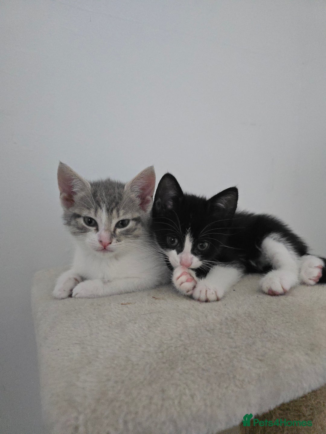 Domestic Shorthair cats for sale: Kitten black and white - Advert 2