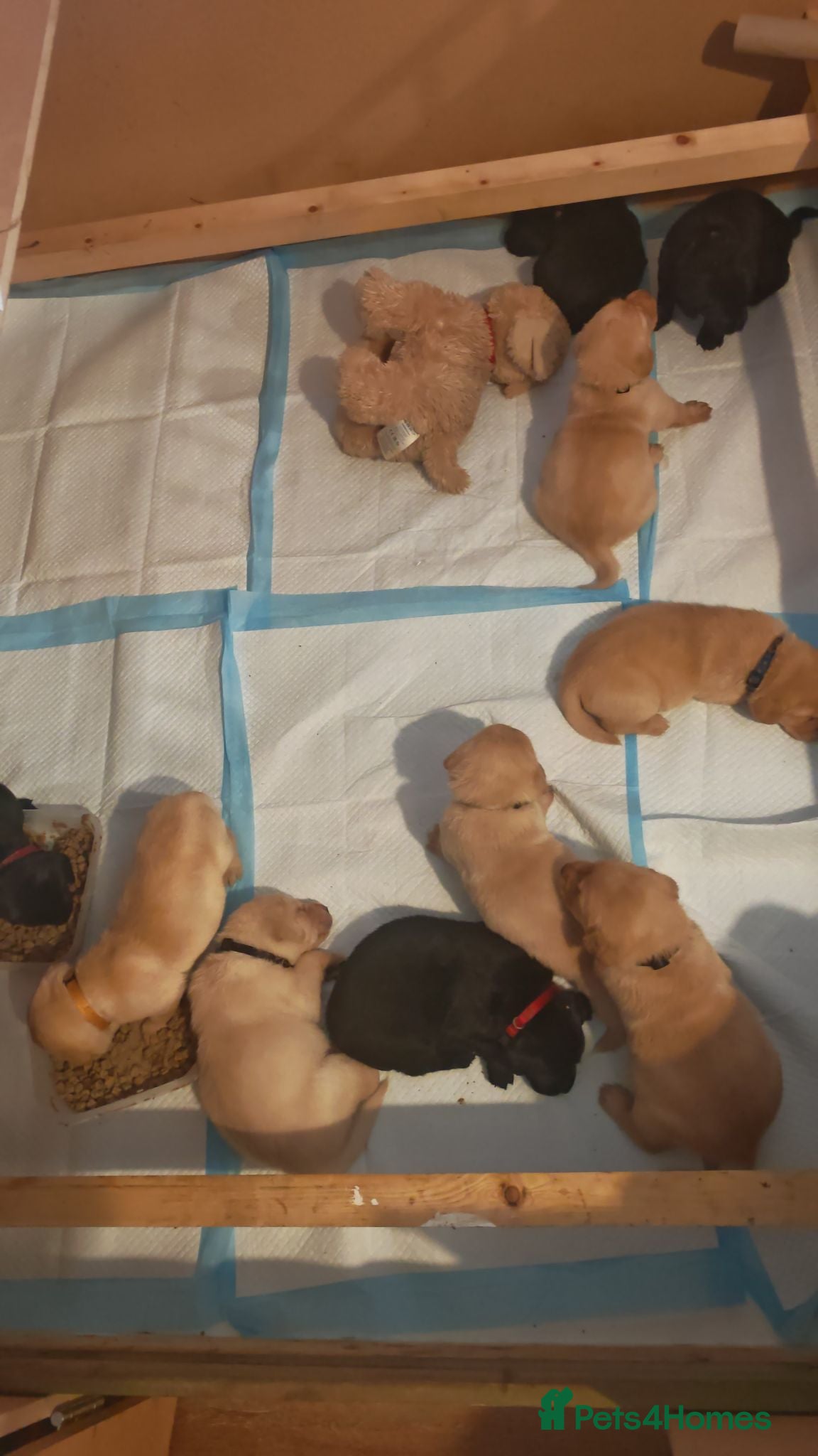 Labrador Retriever dogs KC registered Labrador retrievers - Advert 2
