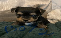 Mixed Breed dogs for sale: Biewer Yorkshire Terrier puppies for sale - Image 9