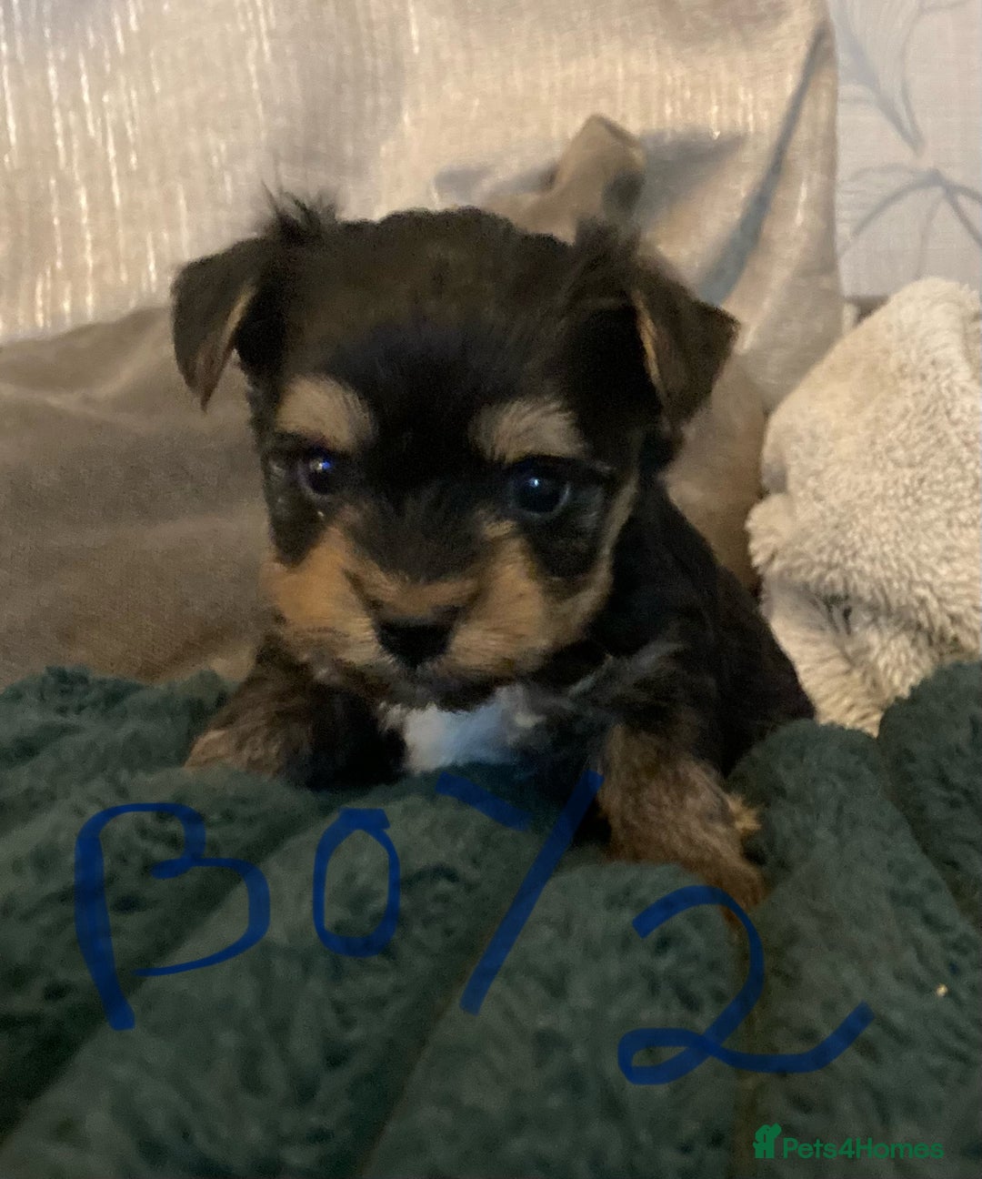 Mixed Breed dogs for sale: Biewer Yorkshire Terrier puppies for sale - Image 9