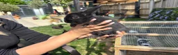 Mixed Breed rabbits for sale: Mixed breed rabbits  in Norwich - Advert 5