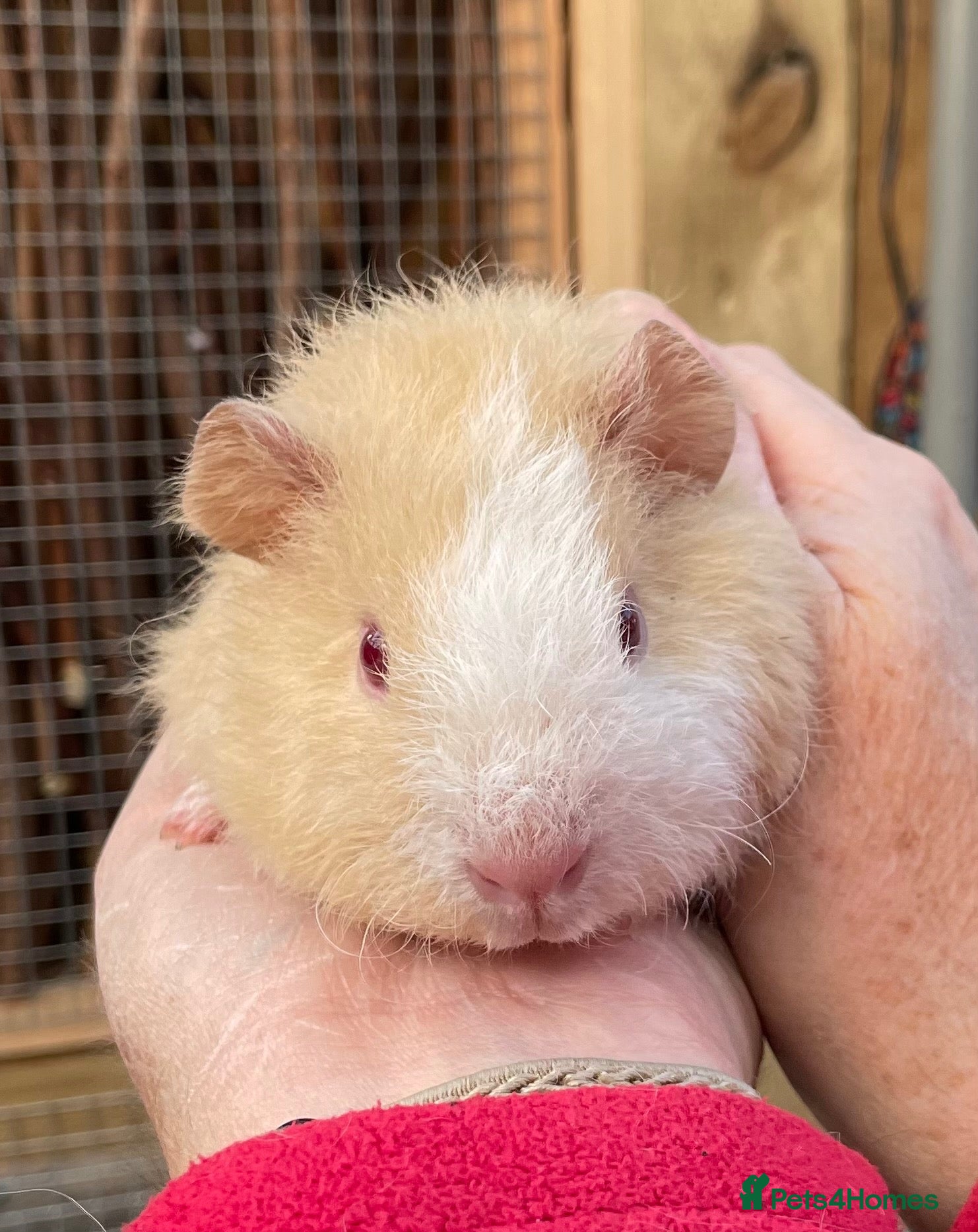 Guinea Pig rodents for sale: Stunning baby girl/sow guinea pigs  - Advert 23
