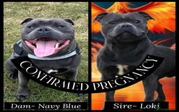Staffordshire Bull Terrier dogs for sale: Blue Staffordshire Bull Terriers- !!PLEASE READ!! - Image 1
