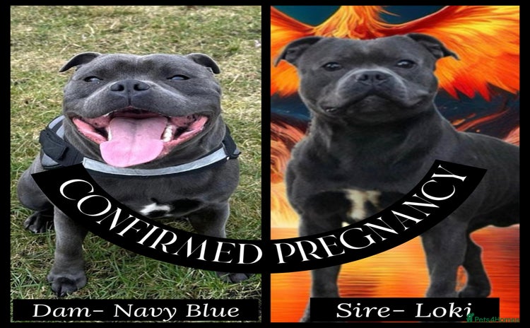 Staffordshire Bull Terrier dogs - Advert 4