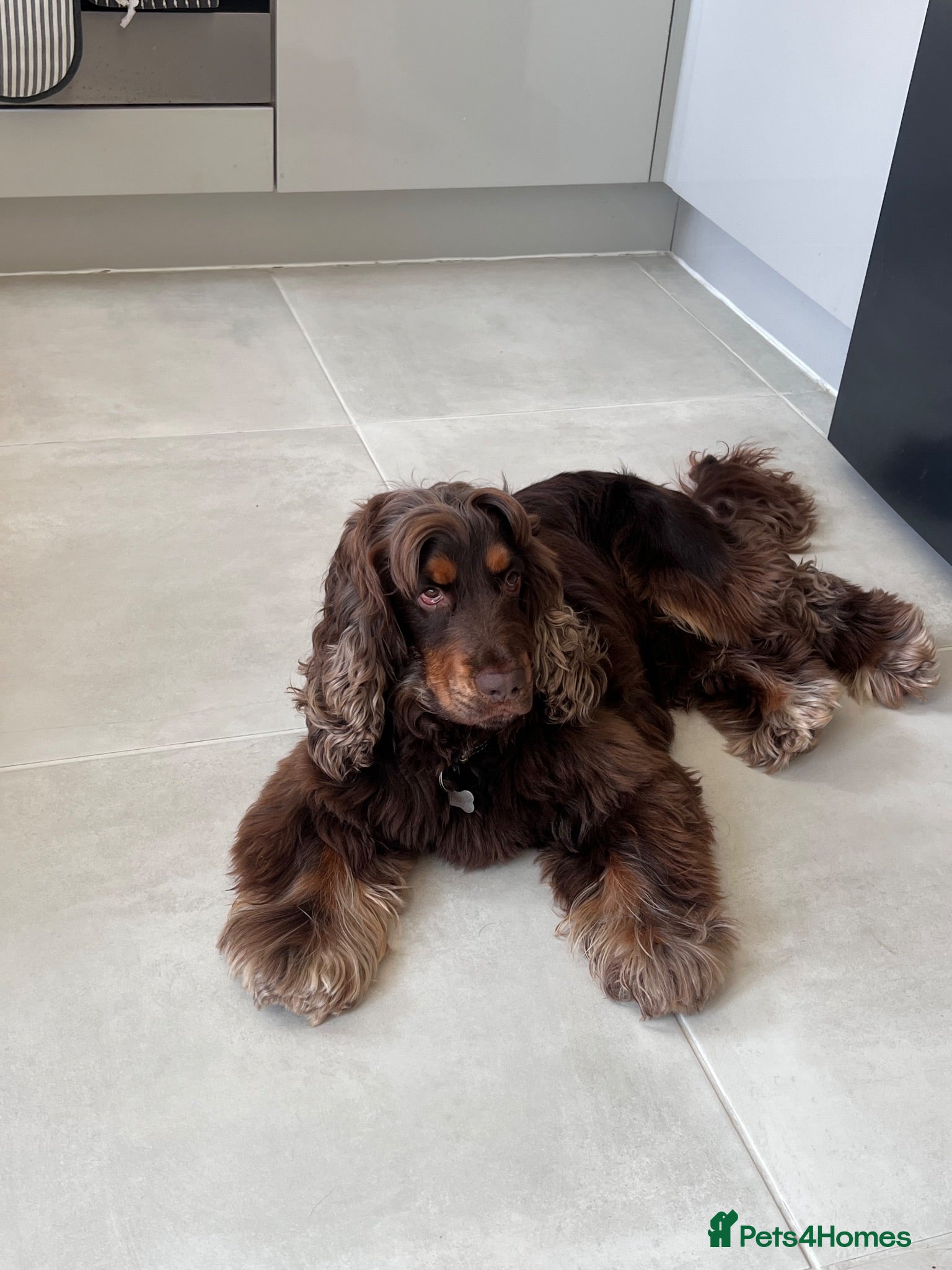 Cocker Spaniel dogs ⭐️ Incredible show cocker spaniel⭐️ - Advert 1