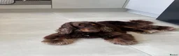 Cocker Spaniel dogs for stud: ⭐️ Incredible show cocker spaniel⭐️ - Advert 1