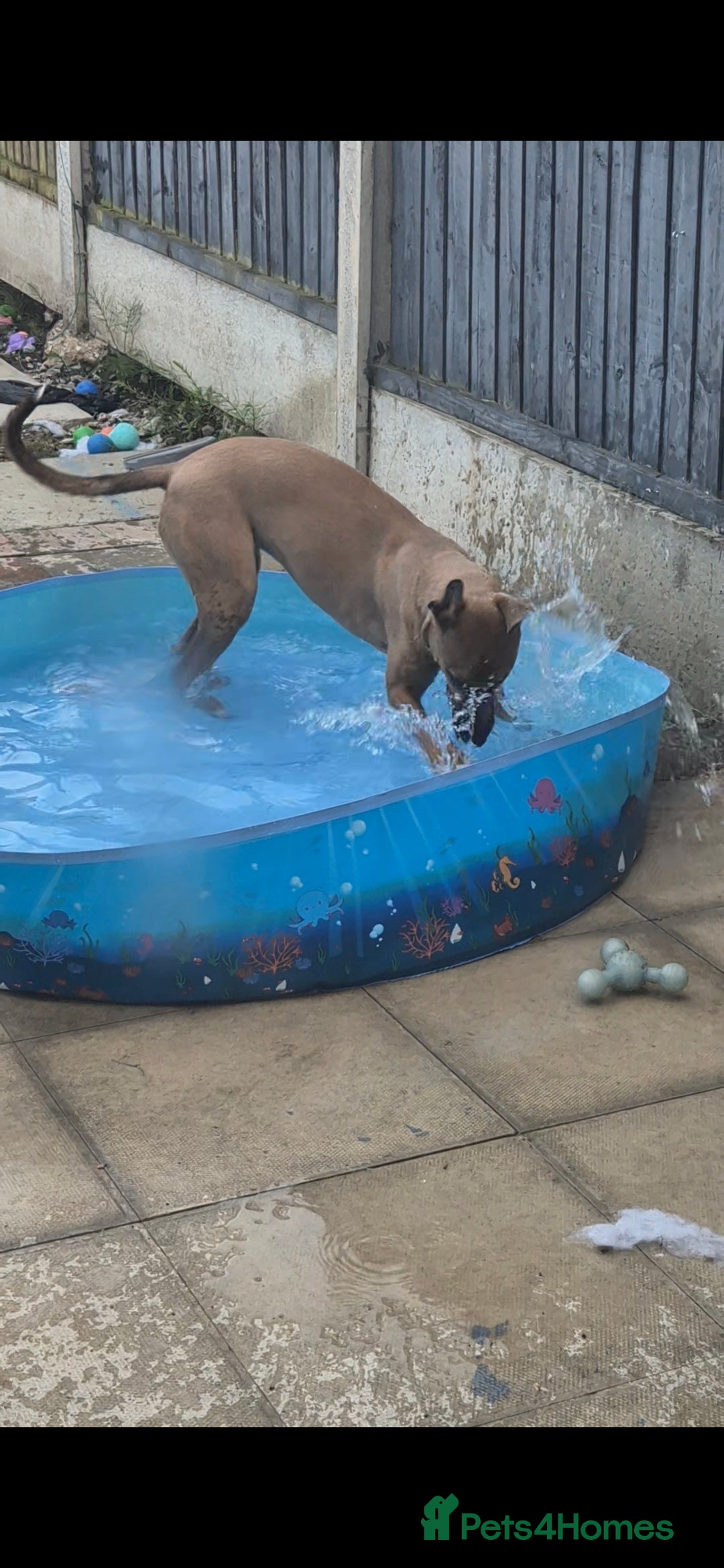 Mixed Breed dogs for sale: Belgian Malinois Kupa - Image 13