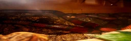 Milk Snake reptiles for sale: Fully grown Honduran milk snake  - Advert 6