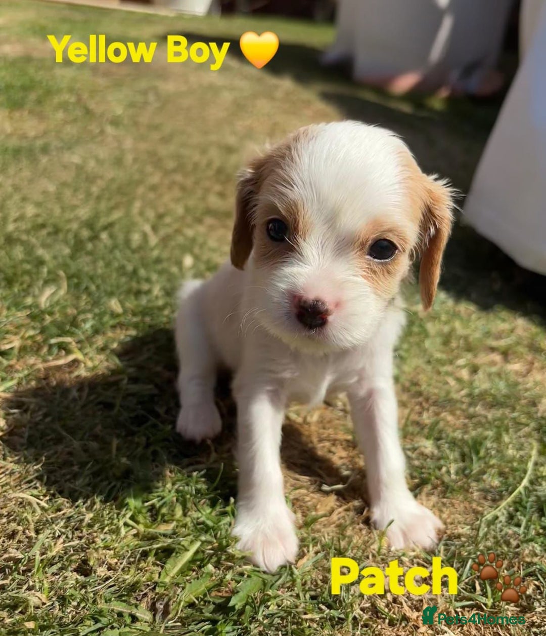 Cavachon dogs for sale: Cavalier King Charles X Cavachon - Image 8