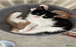 British Shorthair cats for sale: Kittens  - Image 7