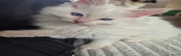 Ragdoll cats for sale: Beautifull ragdoll - Advert 17