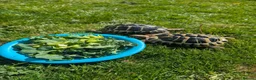 Tortoise reptiles for sale: tortoises - Advert 9