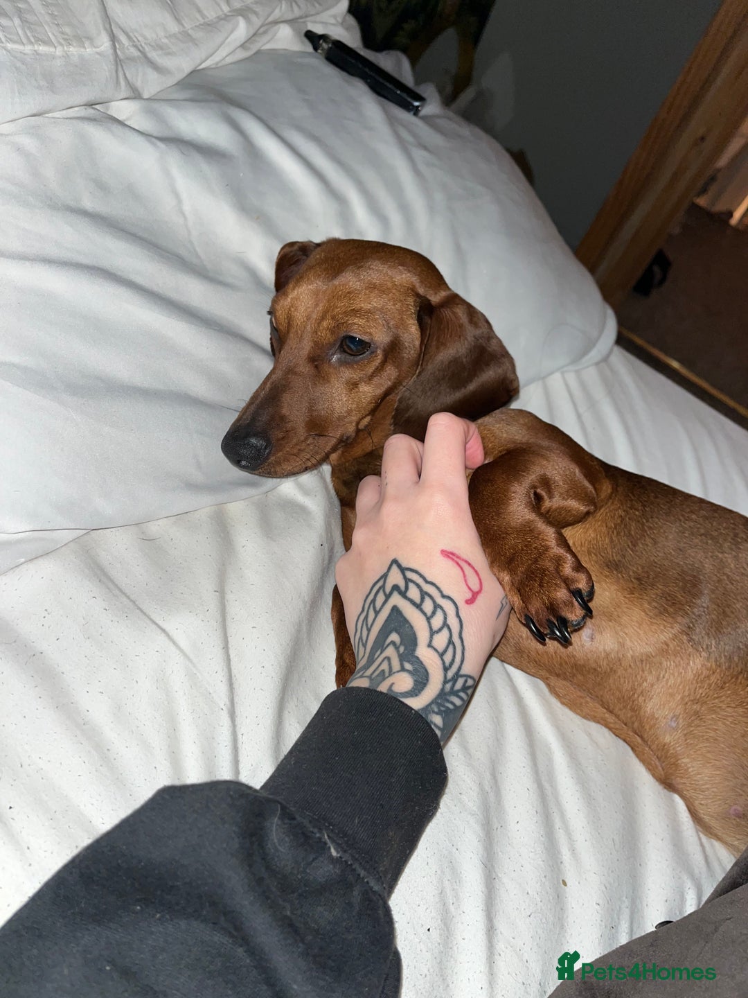 Dachshund dogs for sale: Female Dachshund   - Advert 6