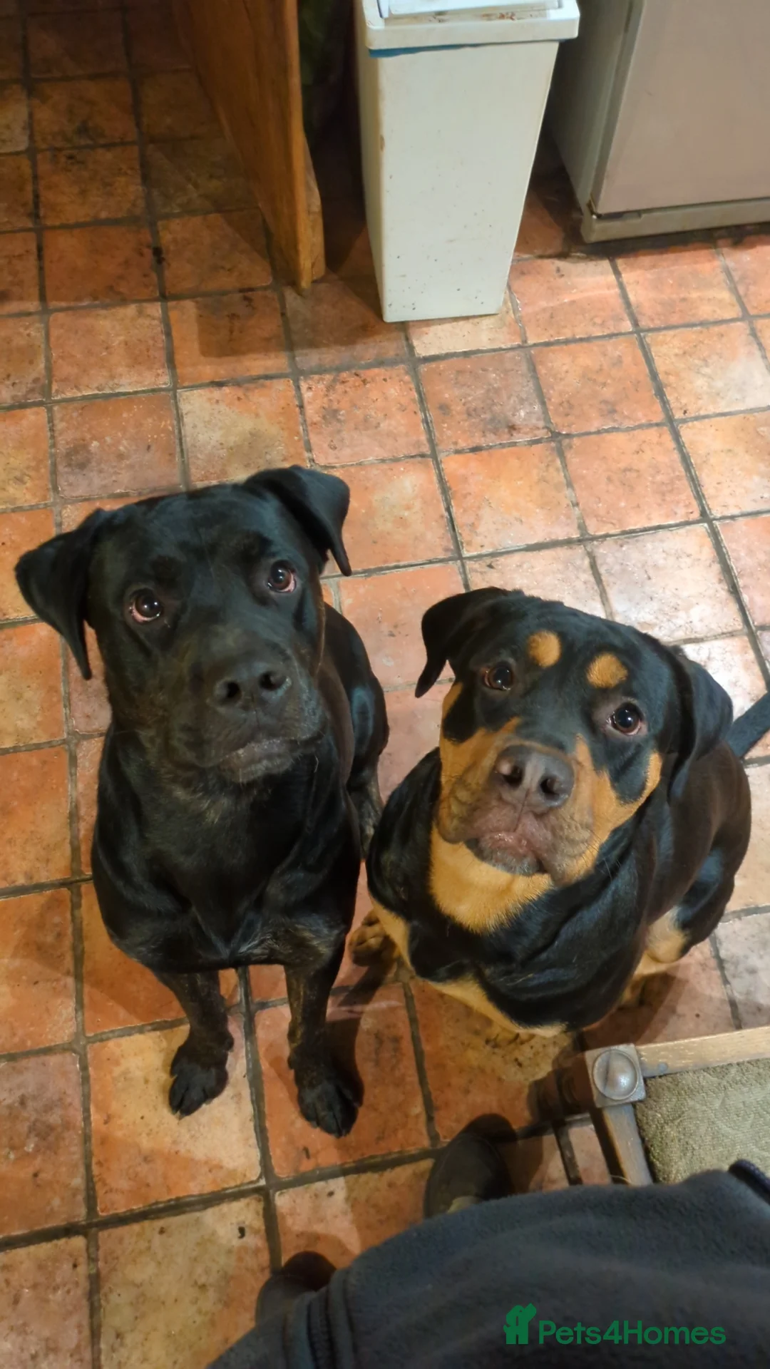 Mixed Breed dogs for sale: Nigel rotticorso.  - Advert 4