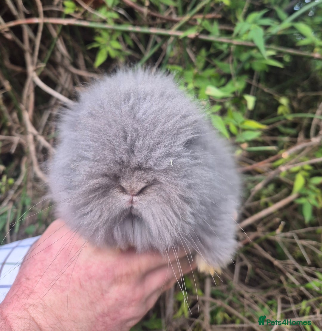 Angora rabbits for sale: 💙🩷 beautiful Teddydwerg babies-parents imported! - Advert 5