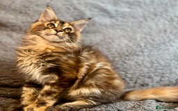 Maine Coon cats for sale: *READY* Stunning Tica Maine Coons - Image 22