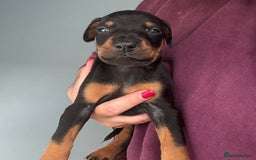 Dobermann dogs for sale:  European Doberman puppies. in Torquay - Image 38
