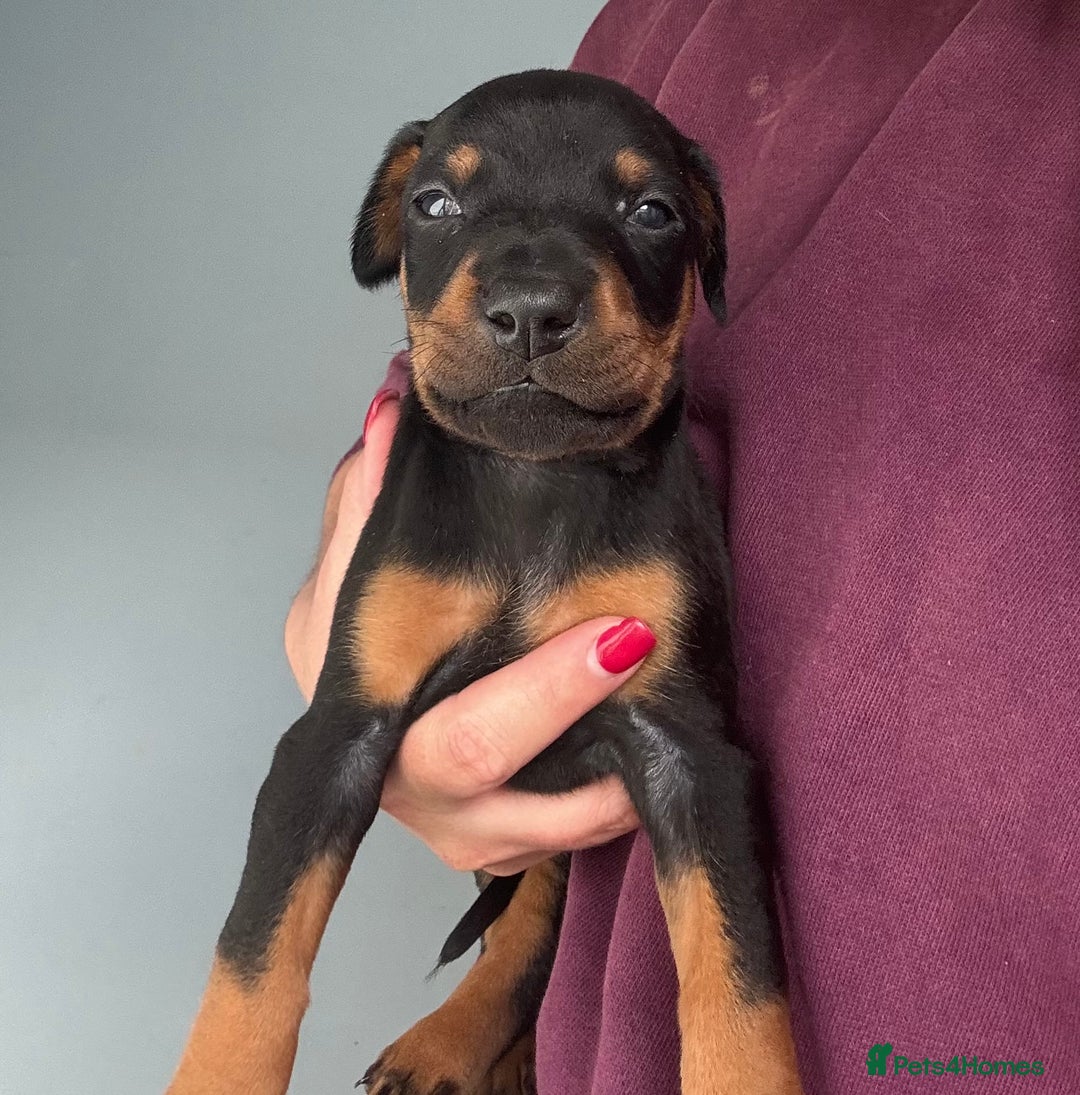 Dobermann dogs for sale:  European Doberman puppies. in Torquay - Image 38
