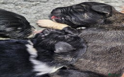 Caucasian Shepherd Dog dogs for sale: Caucasian Shepherd puppies  - Image 5