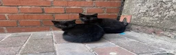 British Shorthair cats for sale: British Shorthairs  - Advert 8