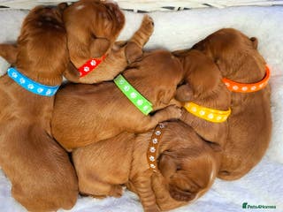 Cavalier King Charles Spaniel dogs 🥇 KC Beautiful Cavalier King Charles Spaniel 🐾⭐️ - Advert 3