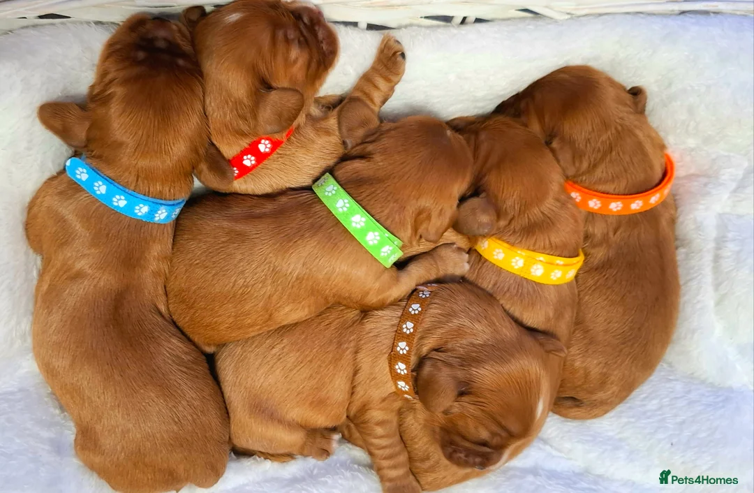 Cavalier King Charles Spaniel dogs for sale:  KC Beautiful Cavalier King Charles Spaniel 🐾⭐️ - Advert 1