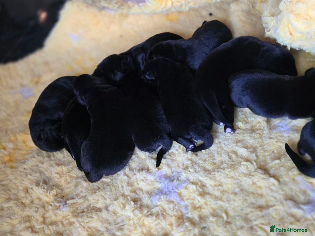 Mixed Breed dogs for sale: Aussiedor puppies - Image 3