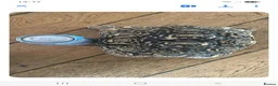 Tortoise reptiles for sale: Leopard tortoises - Advert 4