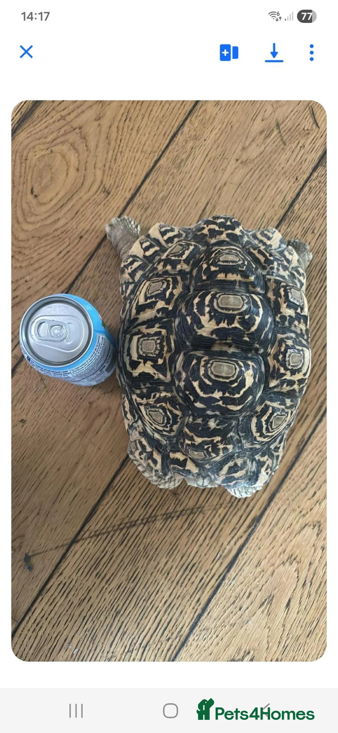Tortoise reptiles for sale: Leopard tortoises - Advert 4